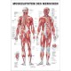 Lehrtafel 40x 60 cm ( Poster ) WS ,Dermatome, Muskel, Herz ,Knie ,Hfte, menschl.Krper...etc