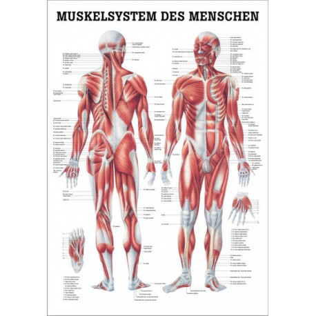 Lehrtafel 40x 60 cm ( Poster ) WS ,Dermatome, Muskel, Herz ,Knie ,Hfte, menschl.Krper...etc