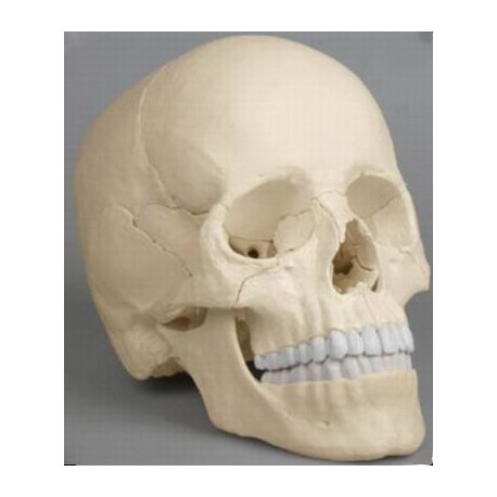 Occiput (Osteopathie Schädelmodell, 22-teilig, didaktische Ausführunghrung)