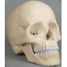 Occiput (Osteopathie Schädelmodell, 22-teilig, didaktische Ausführunghrung)